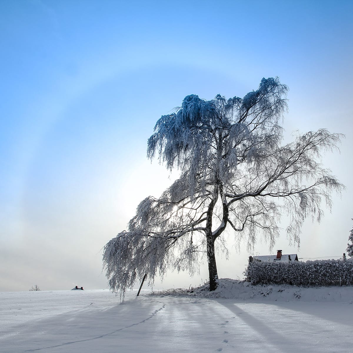 birkenbaum-schnee-mistbogen-bsky Winter Mist Bow