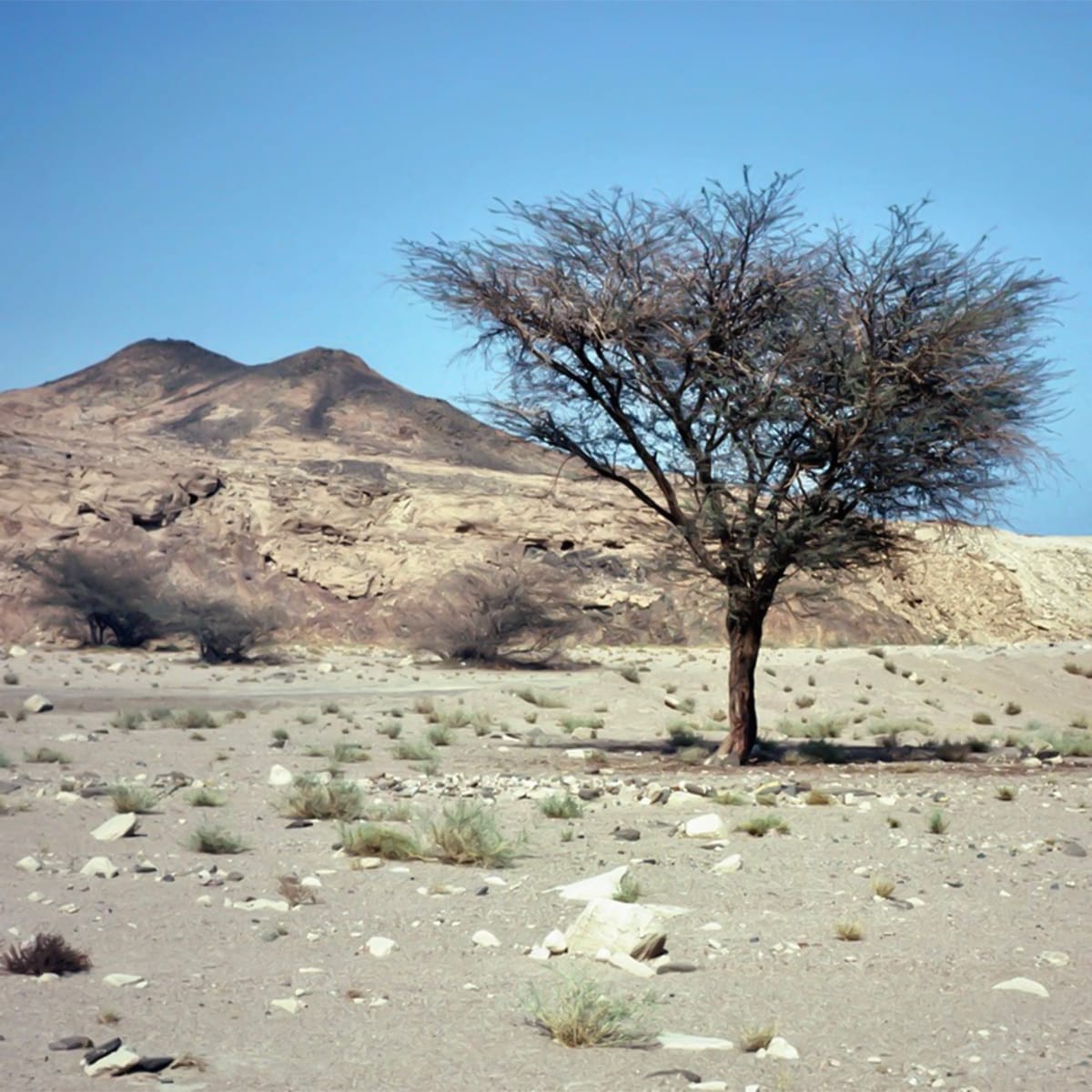 sinai-for-web Sinai Desert